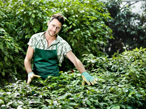 Operative trimming a suburban Finchley hedge